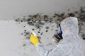 Best Mold Prevention Services in Mapleton, MN